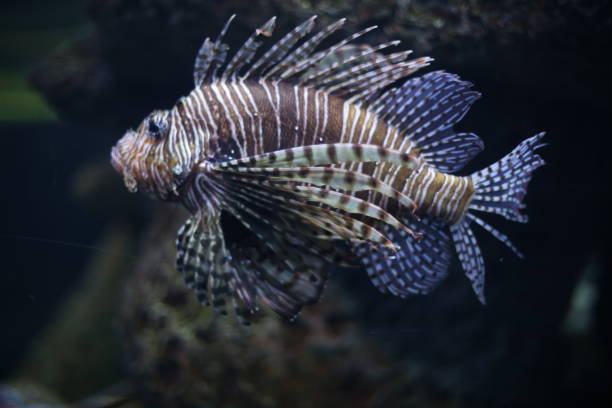istock Tropical Lionfish in an Aquarium 937942718