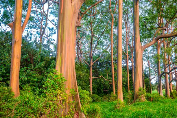 Rainbow Eucalyptus forest on the Hana Highway in Maui