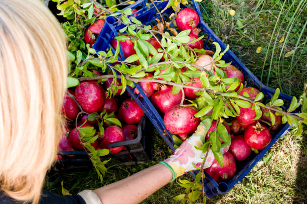 Family Picking Up Homegrown Pomegranates From Tree