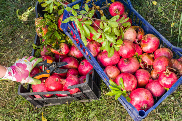 istock Family Picking Up Homegrown Pomegranates From Tree 937943104