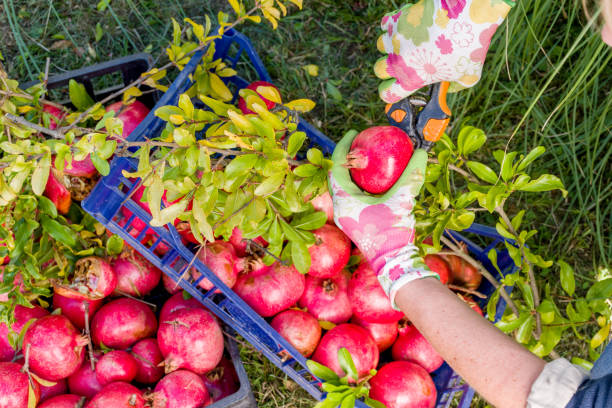 istock Family Picking Up Homegrown Pomegranates From Tree 937943106