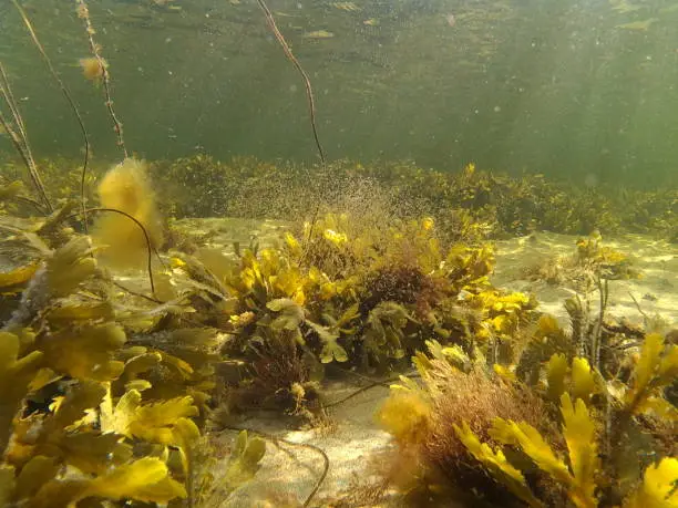 Seafloor whith crab in Kategat swedish westcoast