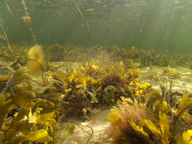 seafloor em west coast sueco kategat - pacific ocean - fotografias e filmes do acervo