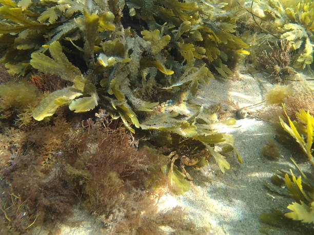 istock Seafloor in Kategat swedish westcoast 937945448