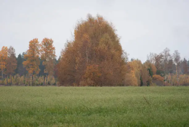 autumn forest in sweden