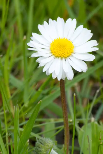 Bellis perennis closeup picture