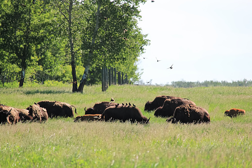 A herb of buffalo grazing as birds land on their backs.