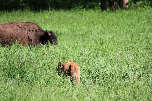 istock A young buffalo calf grazes in tall grass 937953310