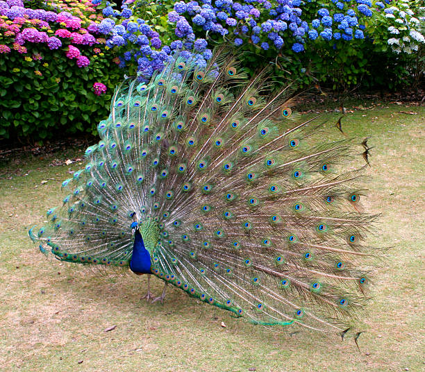 istock Beautiful Peacock showing full plumage 93795528
