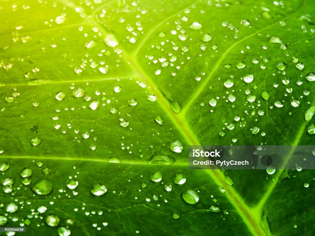 Lush green leaf with water droplets. Natural fresh background Lush green leaf with water droplets. Natural fresh background. Abstract Stock Photo