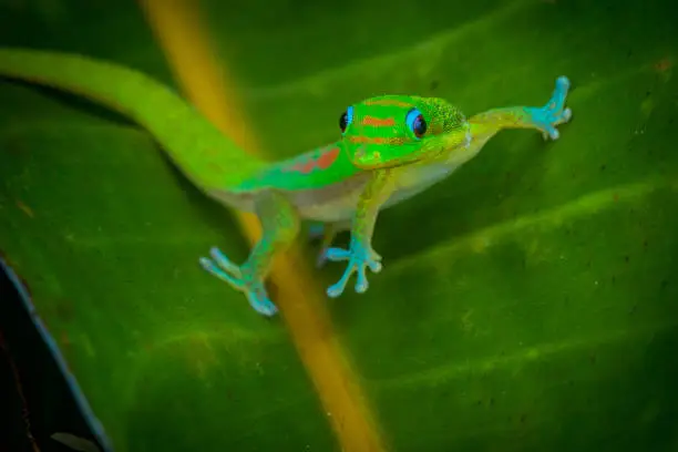 Madagascar Gold Dusted Day Gecko in Hawaii