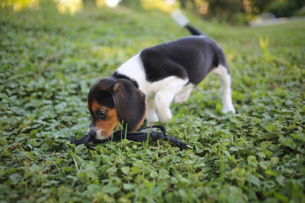 istock Adorable Baby Beagle Puppy Playing Outside 937962280