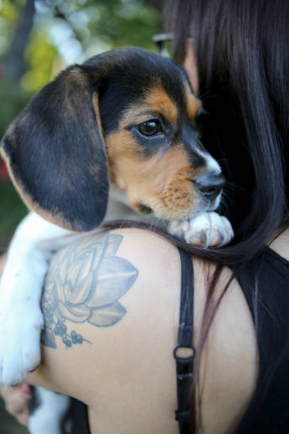 istock Adorable Baby Beagle Puppy Playing Outside 937962288