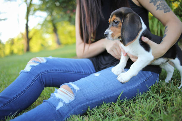 istock Adorable Baby Beagle Puppy Playing Outside 937962314