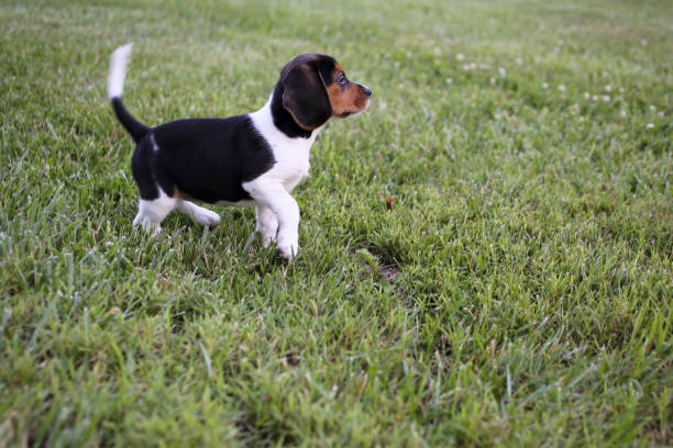istock Adorable Baby Beagle Puppy Playing Outside 937962448