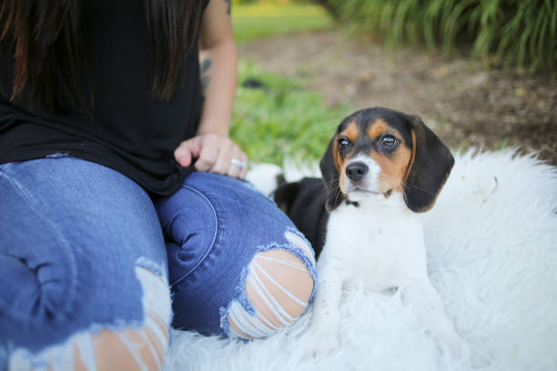 istock Adorable Baby Beagle Puppy Playing Outside 937962606