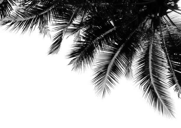 istock topical coconut palm leaves 937962772