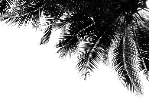 palm leaves on white backgrounds
