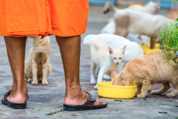 gatos hambrientos durante una comida y los pies de un buen monje en la calle de tailandia - monk meditating thailand bangkok fotografías e imágenes de stock