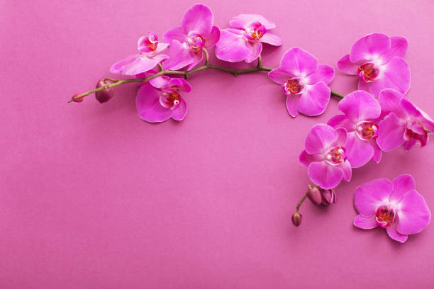 istock the beautiful orchid flowers 937966396