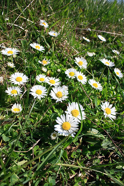 istock field of daisies 93796852