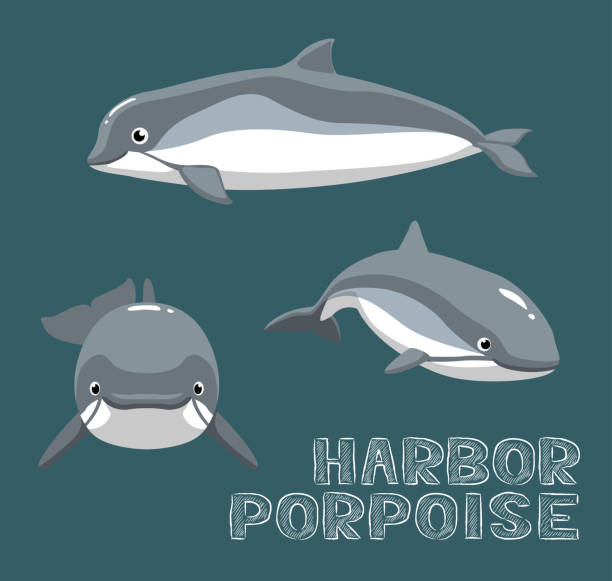 ilustrações de stock, clip art, desenhos animados e ícones de harbor porpoise cartoon vector illustration - dolphin porpoise mammal sea