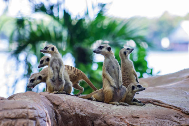 istock meerkats standing with 2 feet looking around on the rock 937969696