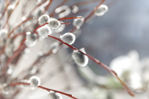 istock Willow fur-trees in sunlight in blur, close-up, in retro style 937973190