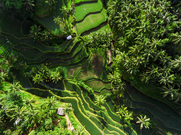 istock Tegallalang Rice terraces 937976336