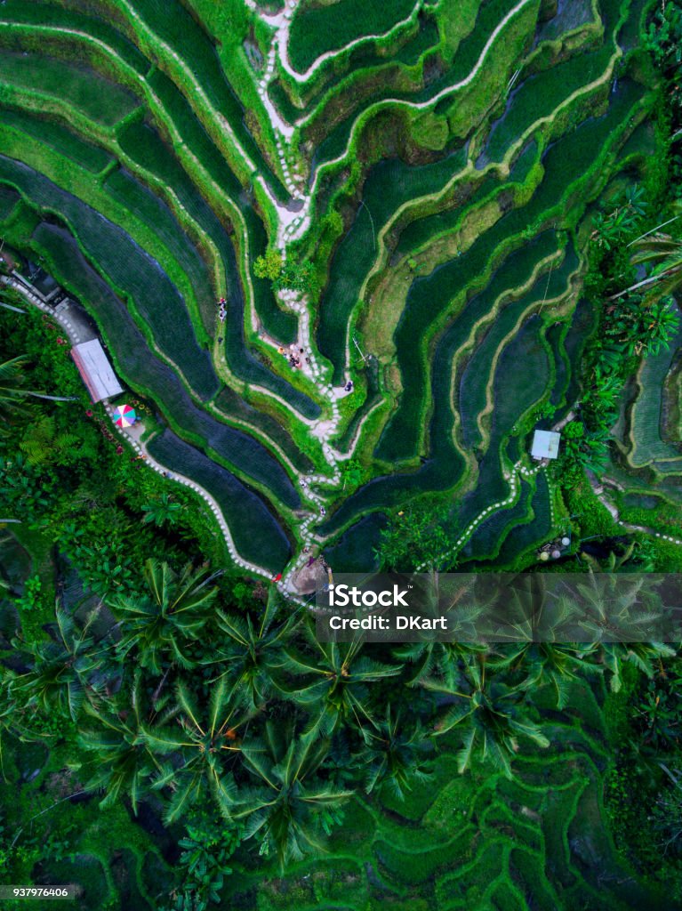 Tegallalang Rice terraces Tegallalang Rice terraces aerial view by drone Bali Stock Photo