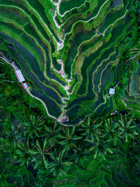 Tegallalang Rice terraces Tegallalang Rice terraces aerial view by drone indonesian culture photos stock pictures, royalty-free photos & images