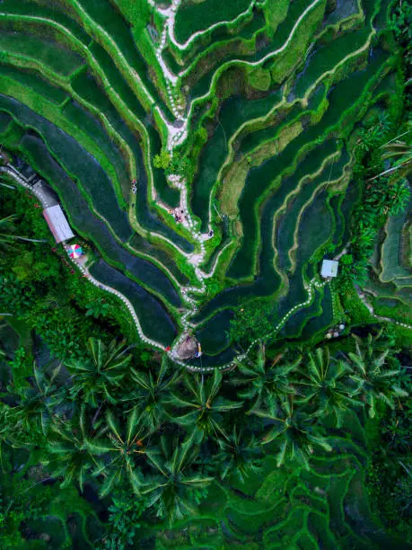 Tegallalang Rice terraces aerial view by drone