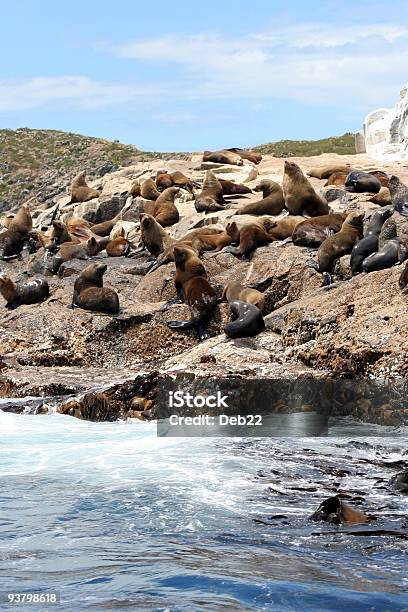 Australian Fur Juntas De Bruny Island Tasmania Australia Foto de stock y más banco de imágenes de Agua