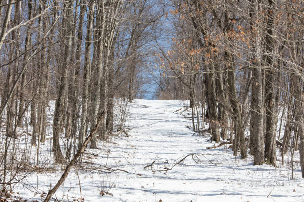 istock Winter woods  Pennsylvania 937988724