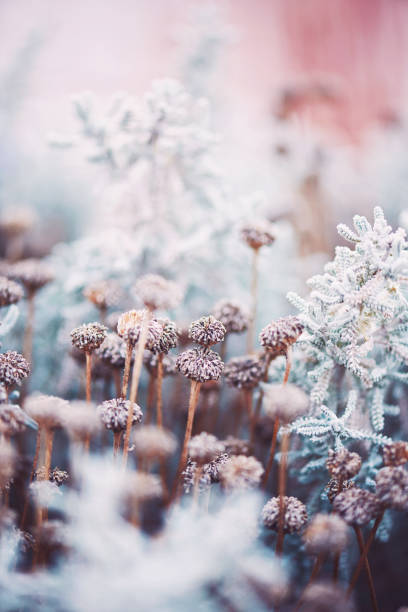 istock Wilted flowers in winter sunlight 937992078
