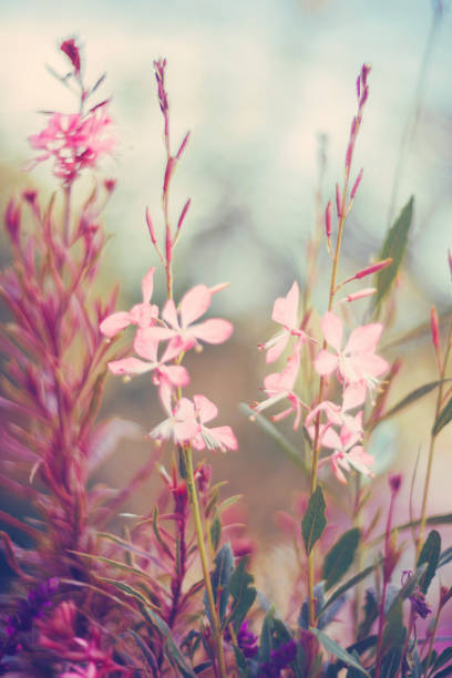 istock Vibrant flowers in warm sunlight 937992080