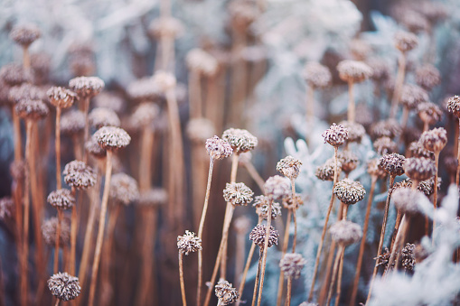 Wilted Flowers In Winter Sunlight Stock Photo - Download Image Now - Winter,  Flower, Nature - iStock
