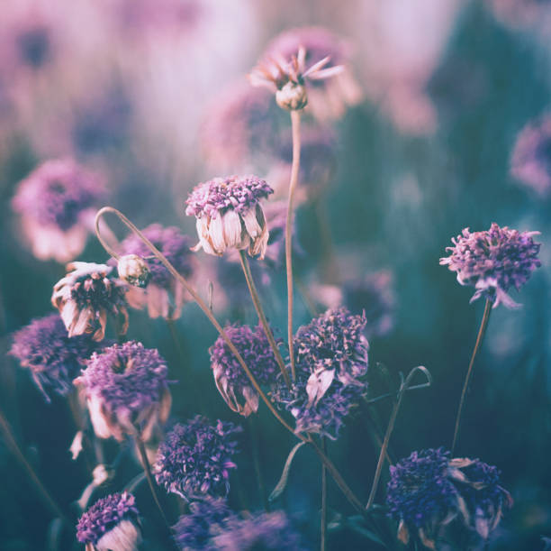 Wilted flowers in winter sunlight