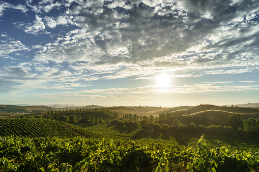California wine country with green vines, trees and rolling hills in sunshine