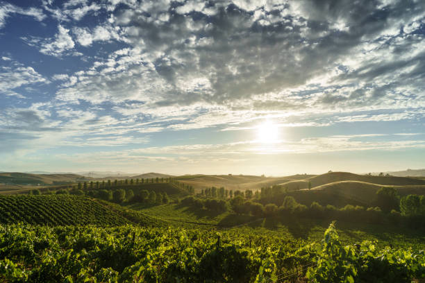 Clouds and sunlight in Sonoma vineyard in summer California wine country with green vines, trees and rolling hills in sunshine sonoma county stock pictures, royalty-free photos & images