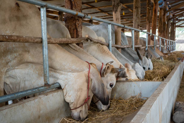 istock Cows are eating rice straw in a cowshed. 937998636