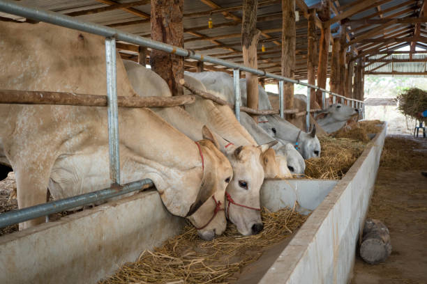 istock Cows are eating rice straw in a cowshed. 937998640