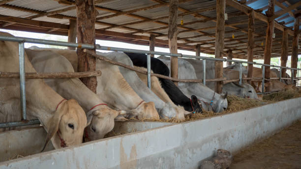 istock Cows are eating rice straw in a cowshed. 937998646