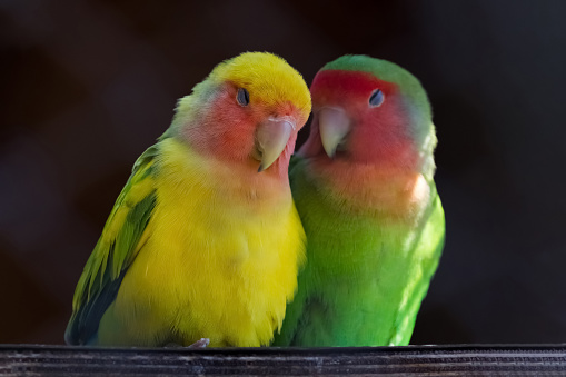 Two colorful parrots, Rosy-faced lovebird, Agapornis roseicollis, also known as rosy-collared or peach-faced lovebird, are in love against black background