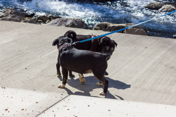 istock Dogs walk in the park 938001690