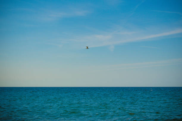 A bird flying over the Sandy Neck Beach