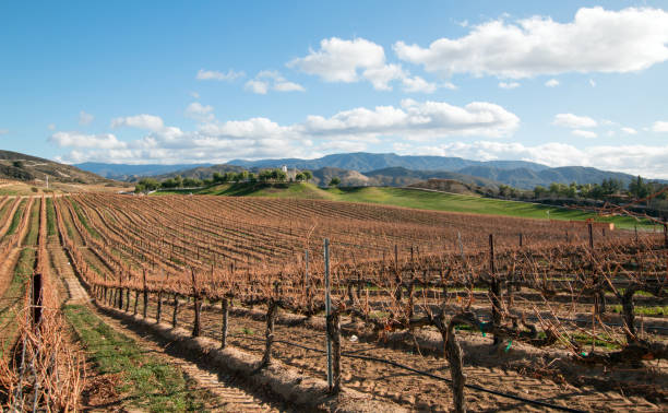 виноградник в регионе выращивания вина в калифорнии в сша - temecula riverside county california southern california стоковые фото и изображения