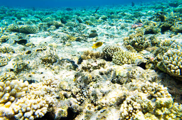 istock Underwater landscape of the coral bottom with fish 938008492