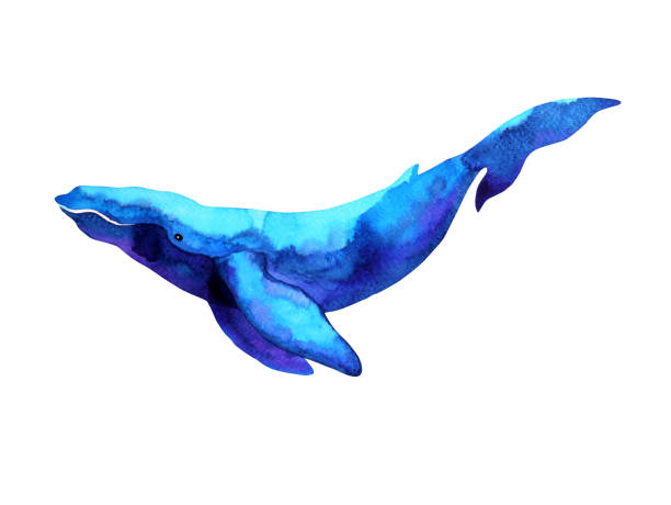 istock big whale watercolor painting hand drawn illustration design 938011384