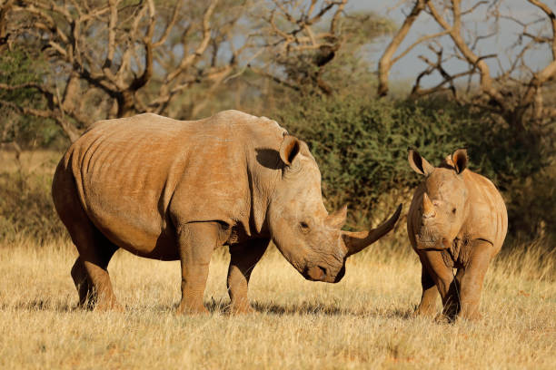 istock White rhinoceros with calf 938013794